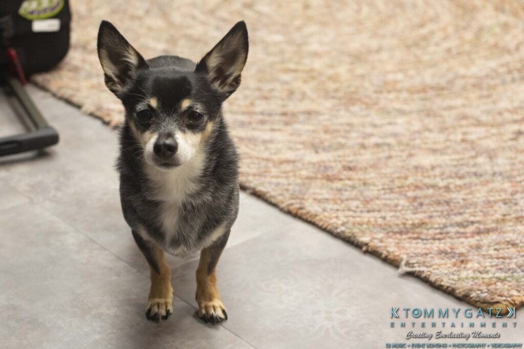 A small black and tan Chihuahua stands on a tiled floor next to a carpet.