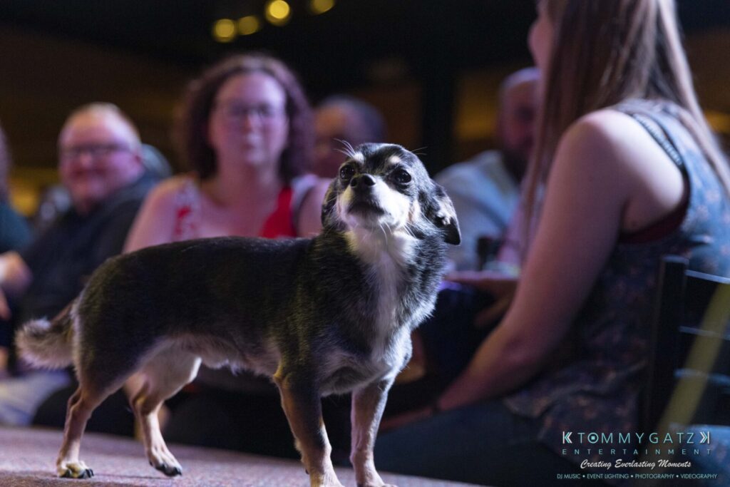 A small dog stands on a table while a group of people watch in the background.